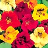 Nasturtium Climbing Mix 